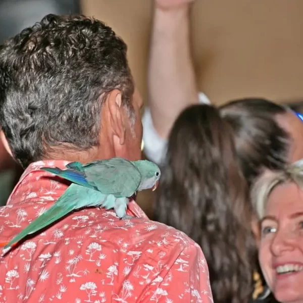 Festival Latino sabor de cuba - Pertuis